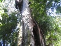 Albums/20060200-New Zealand 2006/20060205-Greymouth_Punakaiki/38